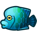 動森-蘇眉魚