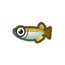 動森-稻田魚