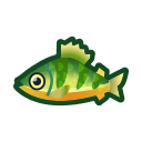 動森-黃鱸魚